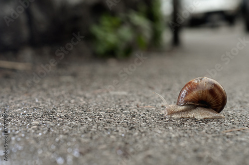 Helix pomatia on the asphalt
