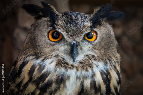 Portrait of owl, eyes close up