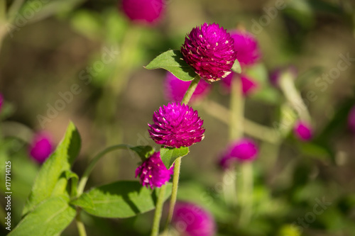 Dark Pink flower or Gomphrena globosa Flower