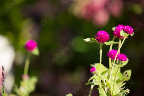 Dark Pink flower or Gomphrena globosa Flower