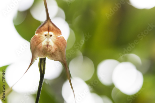 Foto a Monkey Orchid (Looks Like a Monkey’s Face)