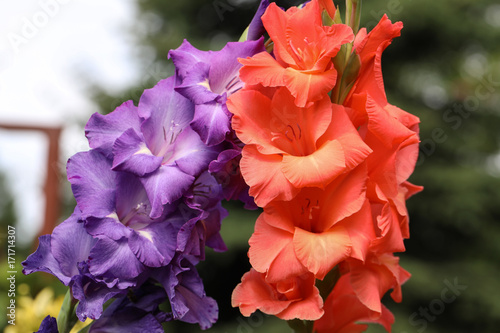 Fototapeta Naklejka Na Ścianę i Meble -  Head of  gladiolus flower in summer garden