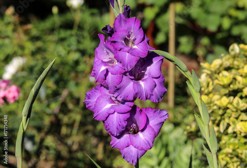 Fototapeta Naklejka Na Ścianę i Meble -  Head of  gladiolus flower in summer garden