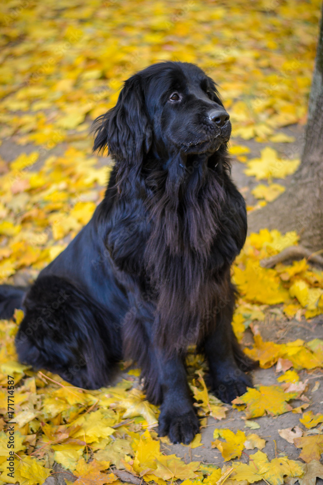Newfoundland on autumn yellow leaves Newfoundland on autumn yellow leaves