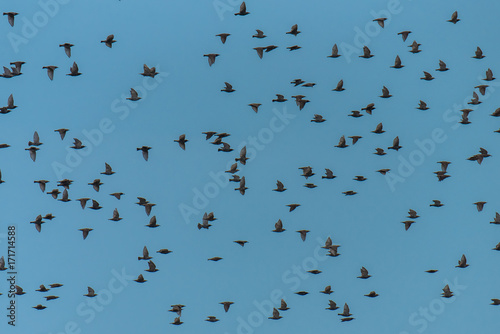 starlings flying together in blue sky, thick cloud of birds 