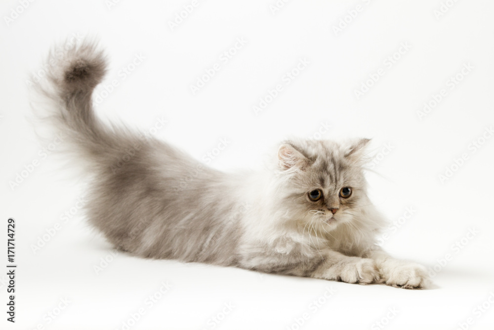 Scottish straight silver tabby spotted long hair kitten playing on white background 
