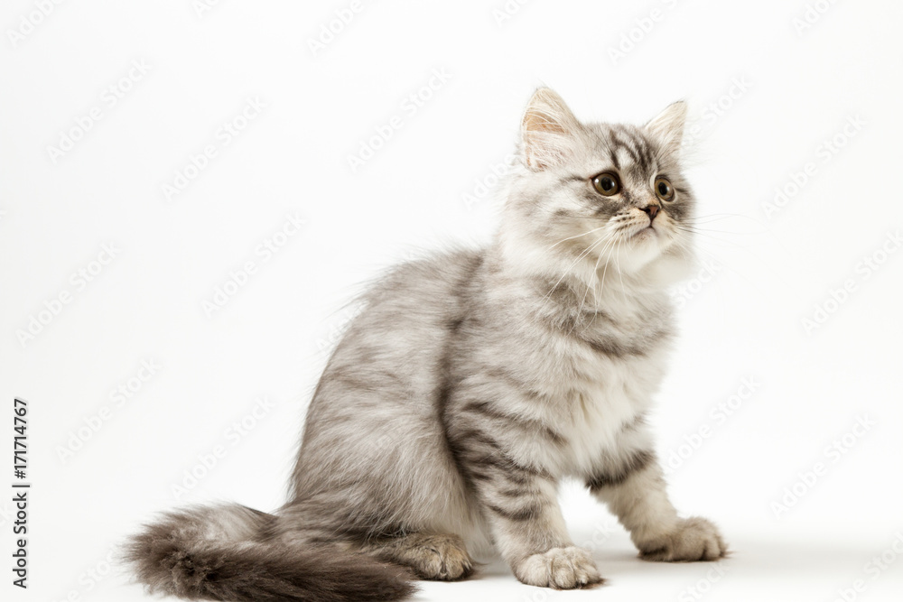 Scottish straight silver tabby spotted long hair kitten sitting on white background 