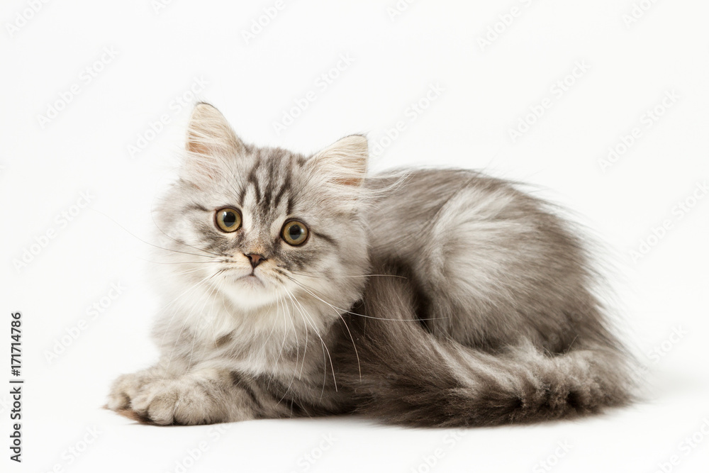 Scottish straight silver tabby spotted long hair kitten lying on white background  