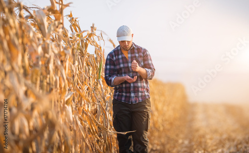 Fotografia Young farmer examine corn seed in corn fields