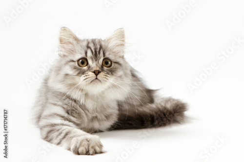 Fototapeta Naklejka Na Ścianę i Meble -  Scottish straight silver tabby spotted long hair kitten lying on white background  