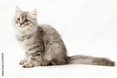 Scottish straight silver tabby spotted long hair kitten sitting on white background 