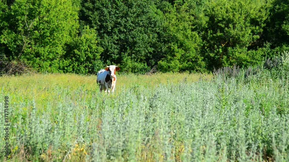 One motley cow grazing in meadow, Russia One motley cow grazing in meadow, Russia