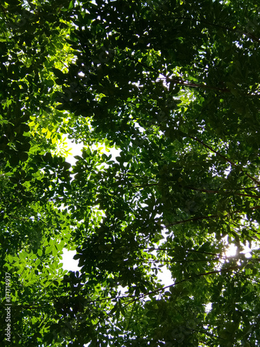 Green leaves for background