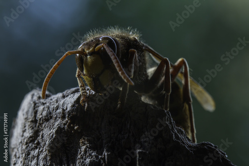 European hornet photo