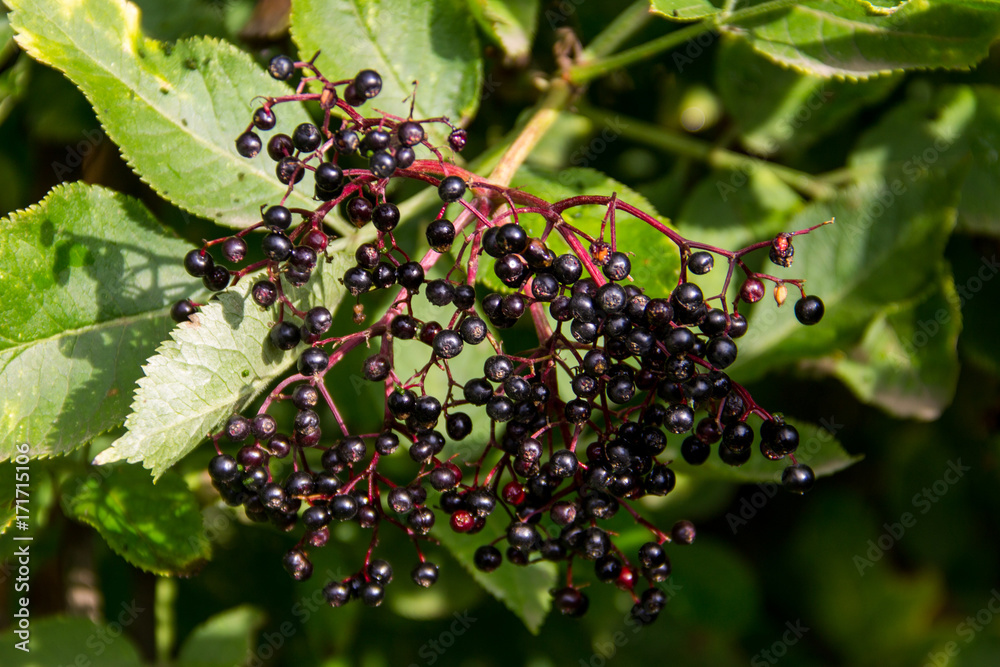 Black elderberry fruits(Sambucus nigra) close-up Black elderberry fruits(Sambucus nigra) close-up