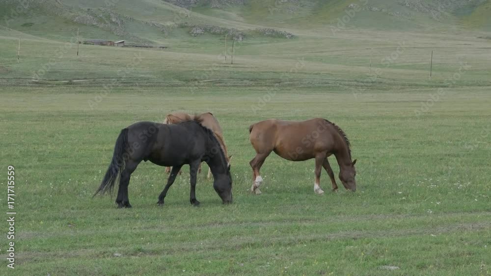 Horses with foals grazing in a pasture in the Altai Mountains. Horses with foals grazing in a pasture in the Altai Mountains.