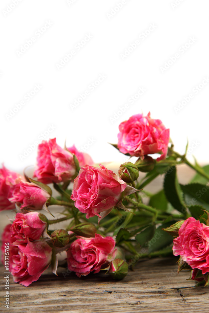Pink roses on a white background.