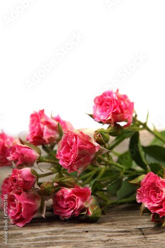 Pink roses on a white background.