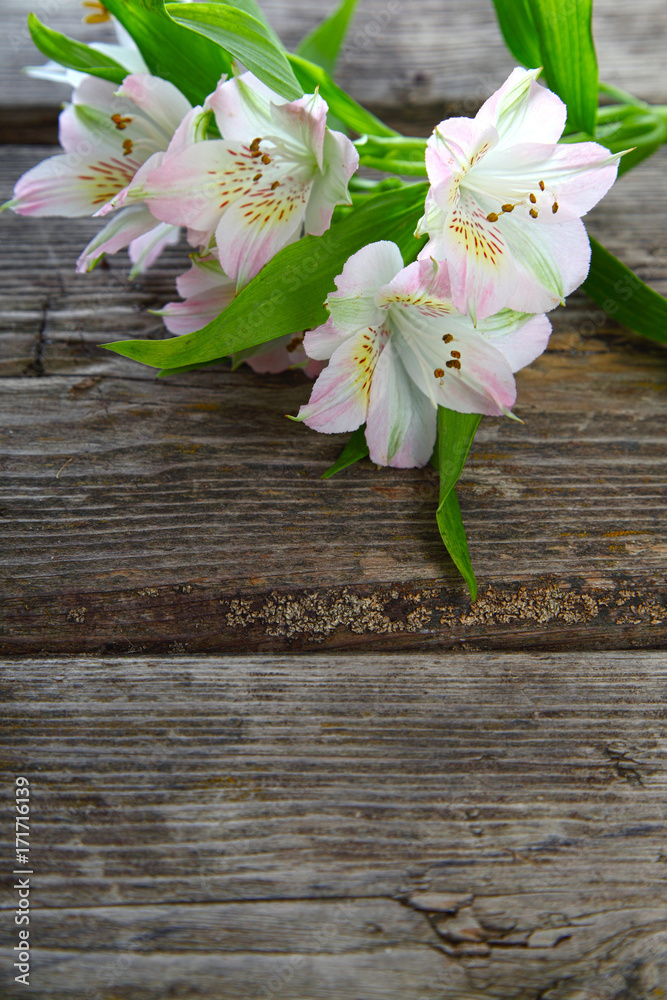 White alstroemeria on a wooden background. White alstroemeria on a wooden background.