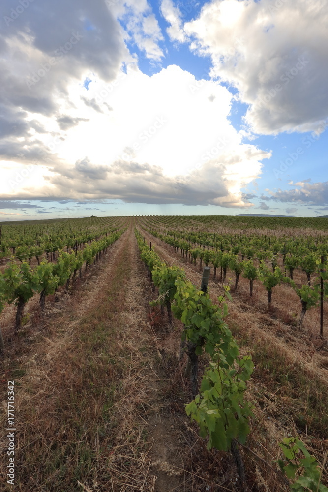 Vine and cloudy sky in french countryside. Occitanie in south of France
