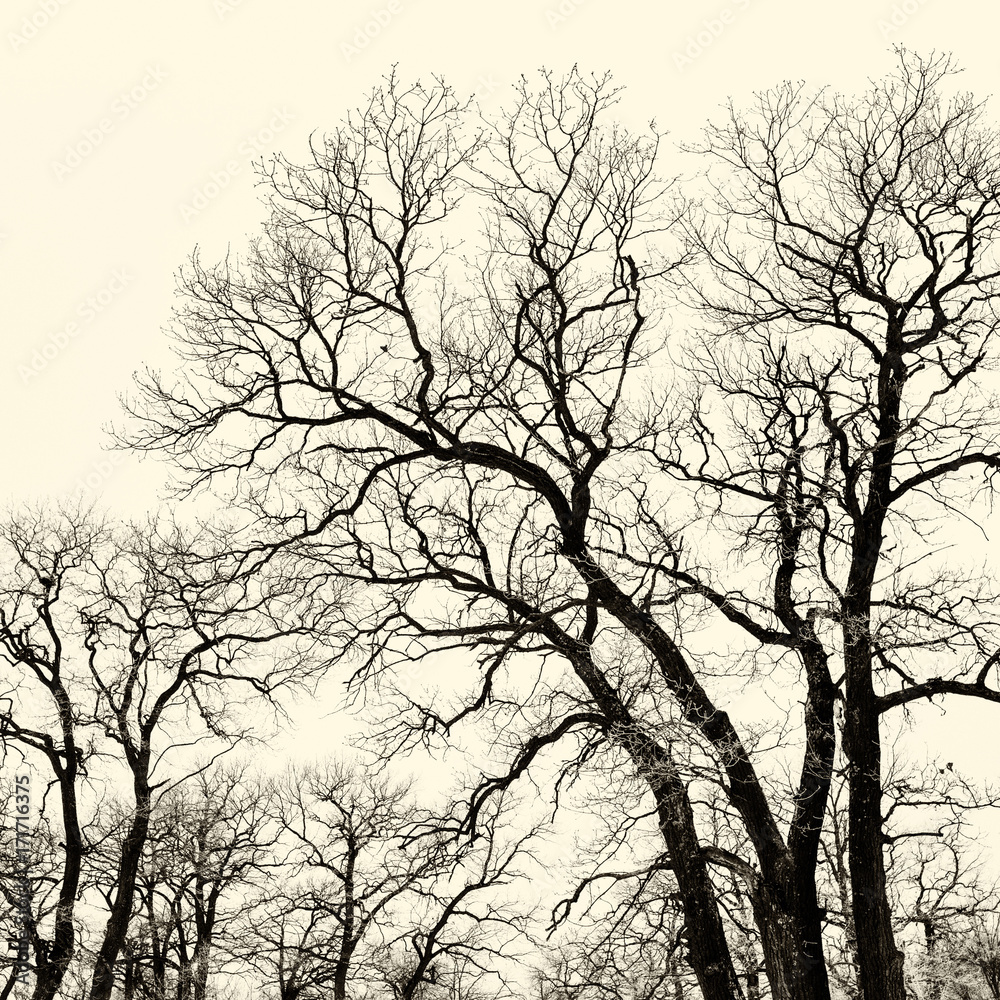 oak grove in winter. all in the snow