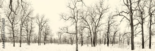 oak grove in winter. all in the snow © makam1969