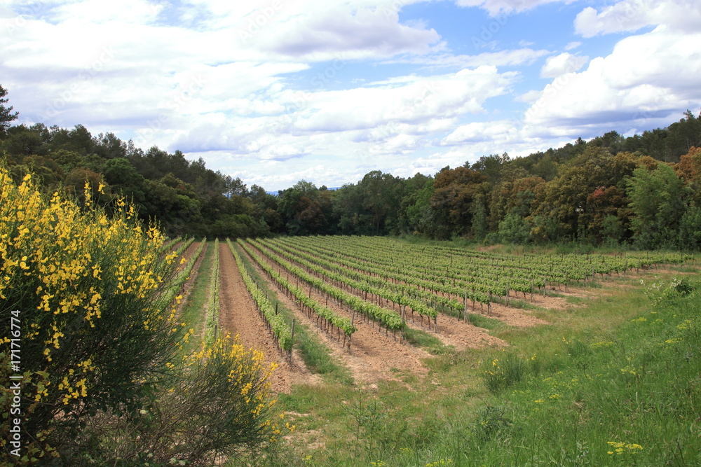 Fototapeta premium Vine and cloudy sky in french countryside. Occitanie in south of France