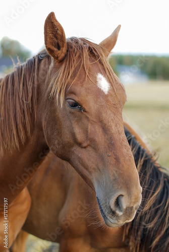 head of a horse © wim