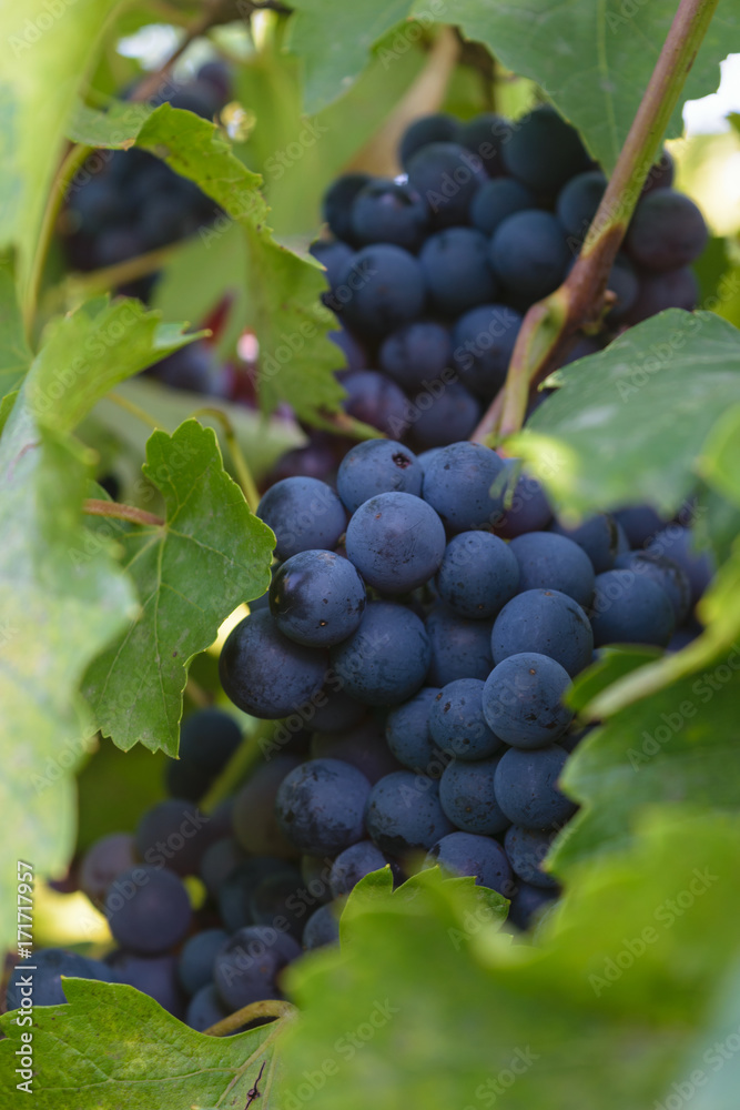 ripen blue black grapes - unharvested organic grape vine