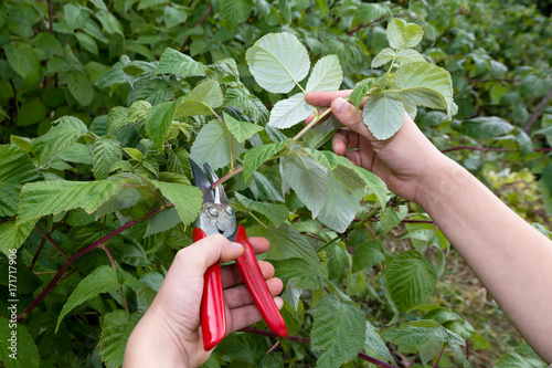 cutting the raspberries by hand/cutting the raspberries by hand in the autumn