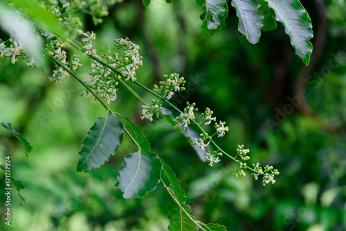 Close up of Neem flowers or Azadirachta indica flowers. A branch of inflorescence Neem flowers or Azadirachta indica flowers. photo