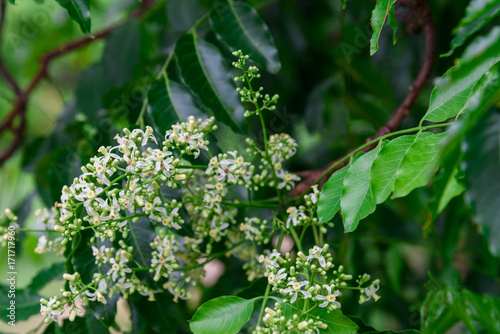 Close up of Neem flowers or Azadirachta indica flowers. A branch of inflorescence Neem flowers or Azadirachta indica flowers. photo