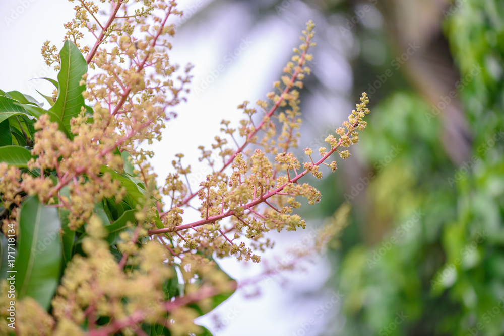 Φωτογραφία Close up of Mango flowers in a farm, A branch of inflorescence mango flowers