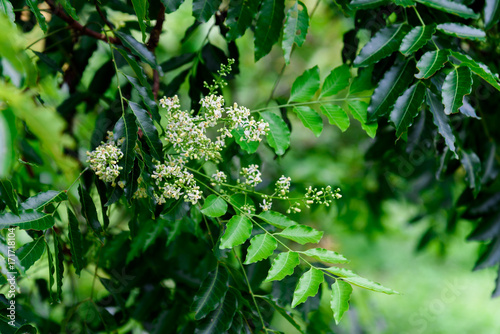 Close up of Neem flowers or Azadirachta indica flowers. A branch of inflorescence Neem flowers or Azadirachta indica flowers.