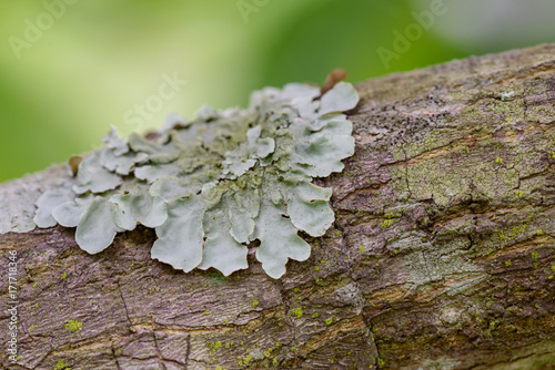 Close up of Lichens on the branch. photo