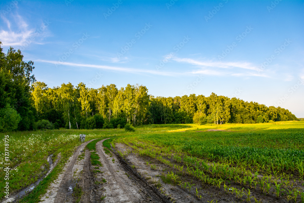 A dirt road at forest edge