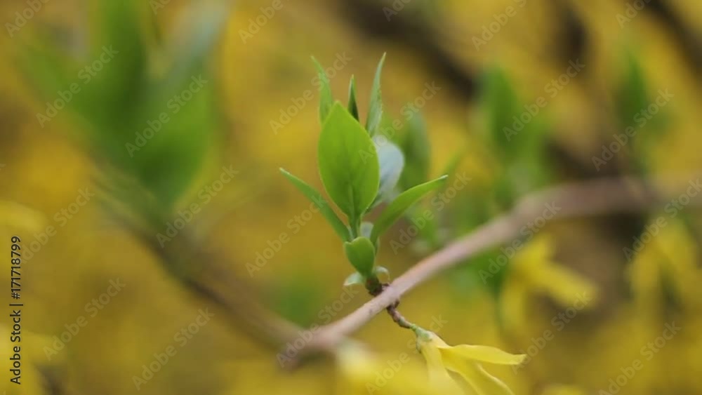 A beautiful yellow spring flowers in branches in the garden. Vivid, fresh spring scenery. A beautiful yellow spring flowers in branches in the garden. Vivid, fresh spring scenery.
