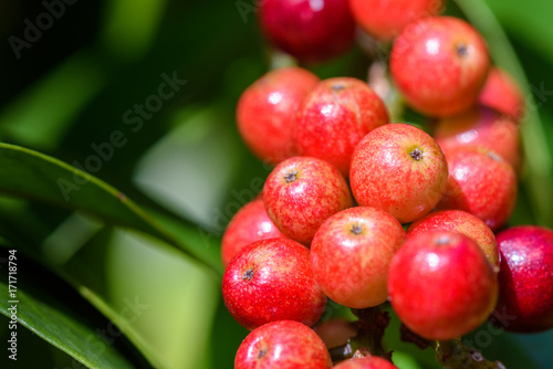 Wallpaper Mural Fresh antidesma thwaitesianum fruit. Fresh red berry with green leaves in nature. Torontodigital.ca