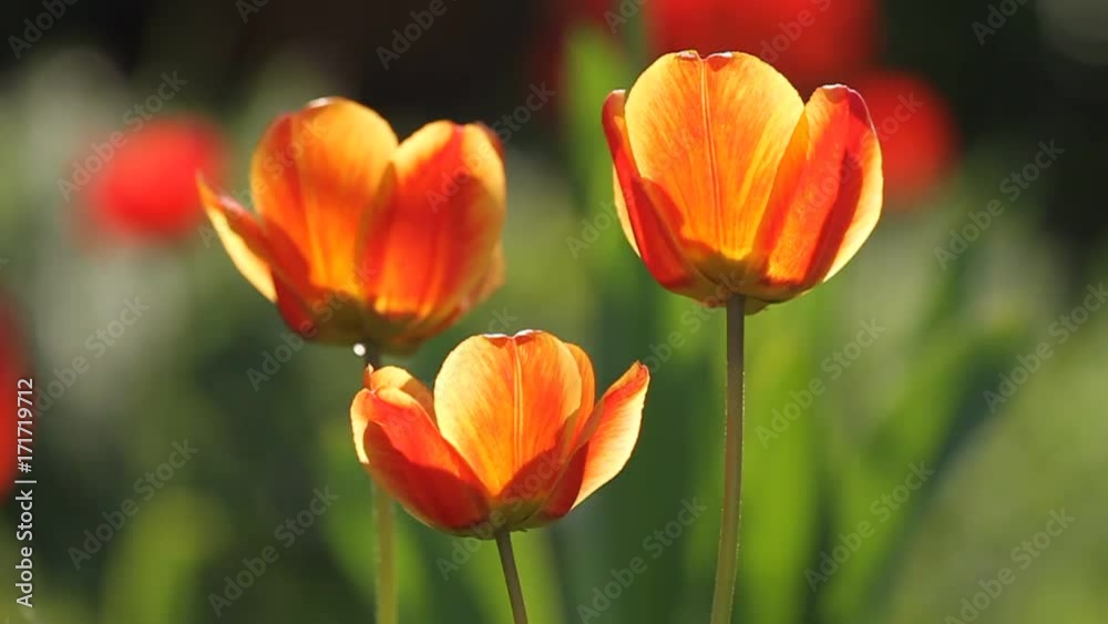 A beautiful tulips in the garden. Vivid, fresh spring scenery. A beautiful tulips in the garden. Vivid, fresh spring scenery.