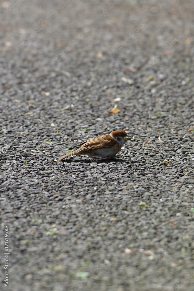 sparrow