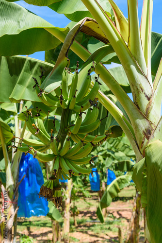 Banana farm with blue sky.