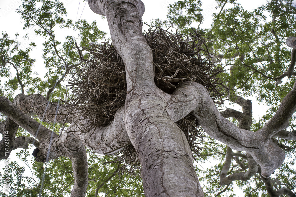 Φωτογραφία Ninho de Gavião-real (Ave) | Harpy Eagle nest photographed in Linhares, Espírito Santo - Southeast of Brazil