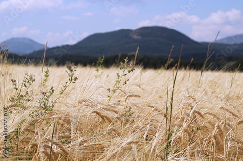 beautiful Landscape - golden wheat field and sunny day 