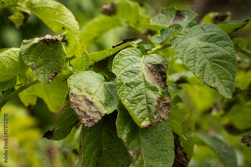 Leaves Plant Of Potato Stricken Phytophthora (Phytophthora Infestans) In Vegetable Garden Close Up. photo
