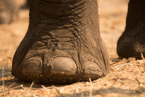 Photography Elephants foot at Chobe River, Chobe National Park