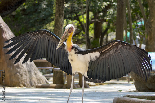 Image of a Lesser adjutant stork. wild animals. photo