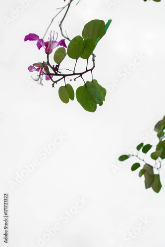 Flower on  sky background