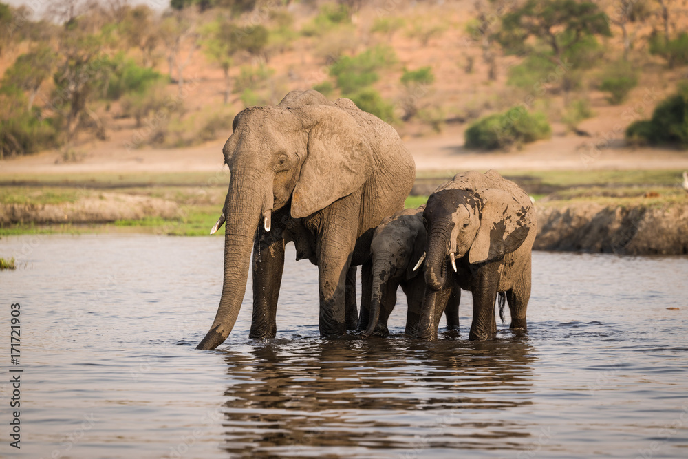 Elephants at Chobe River, Chobe National Park