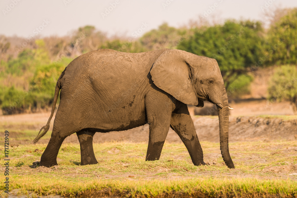 Obraz premium Słonie nad rzeką Chobe, Park Narodowy Chobe