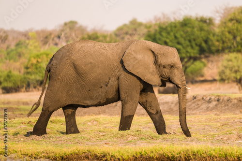 Elephants at Chobe River, Chobe National Park